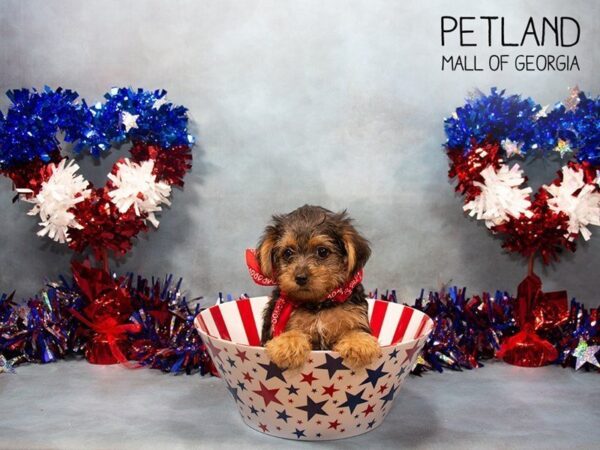 Yorkiepoo DOG Female BLK TAN 3379 Petland Mall of Georgia