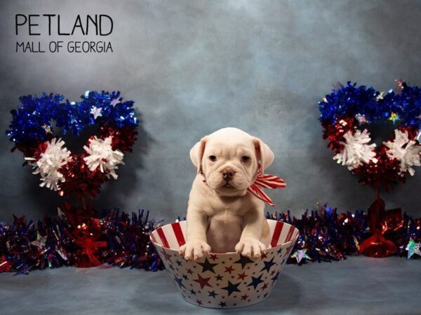 7/8 English Bulldog-DOG-Male-Fawn wh-3378-Petland Mall of Georgia