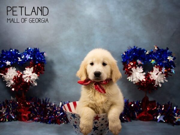 Golden Retriever DOG Female Golden 3371 Petland Mall of Georgia