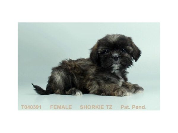 Shorkie Tzu-DOG-Female-BRDL-3401-Petland Mall of Georgia