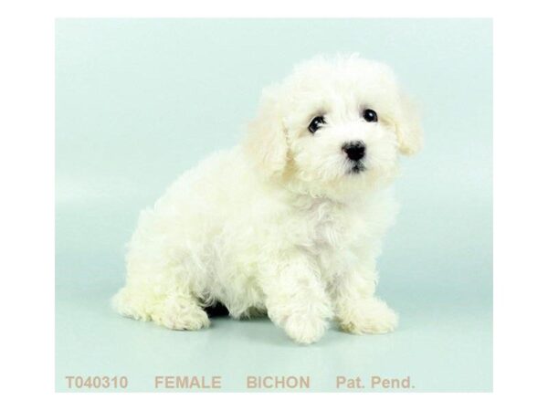 Bichon Frise DOG Female WH 3402 Petland Mall of Georgia