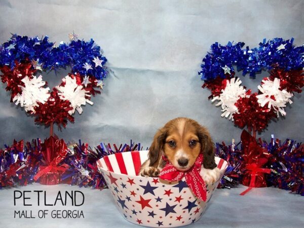 Dachshund DOG Male RED WHITE 3411 Petland Mall of Georgia