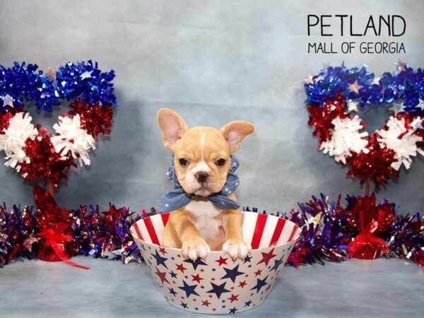 French Bulldog DOG Male White 3444 Petland Mall of Georgia