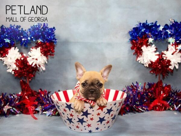 French Bulldog DOG Male White 3441 Petland Mall of Georgia