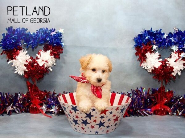 Bichonpoo-DOG-Male-Buff / White-3437-Petland Mall of Georgia