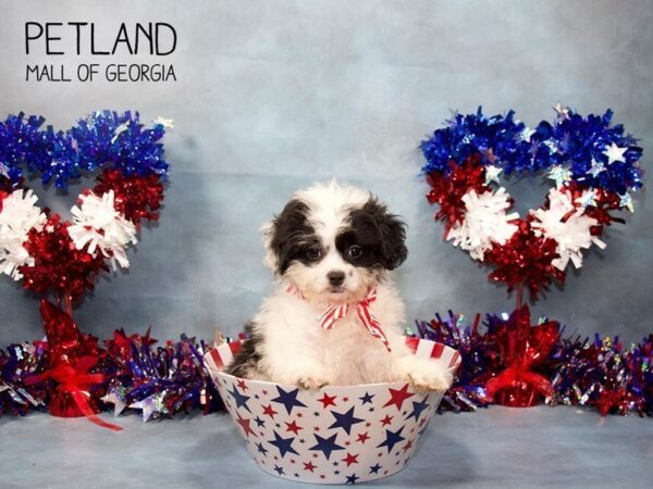 Shihpoo-DOG-Female-BLK:PRTI-3417-Petland Mall of Georgia