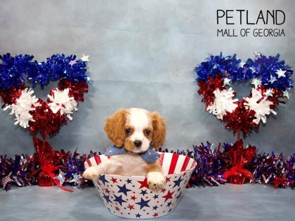 Cavalier King Charles Spaniel DOG Male BHEIM 3416 Petland Mall of Georgia