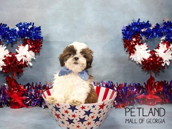 Shih Tzu DOG Male GLD & WH 3463 Petland Mall of Georgia