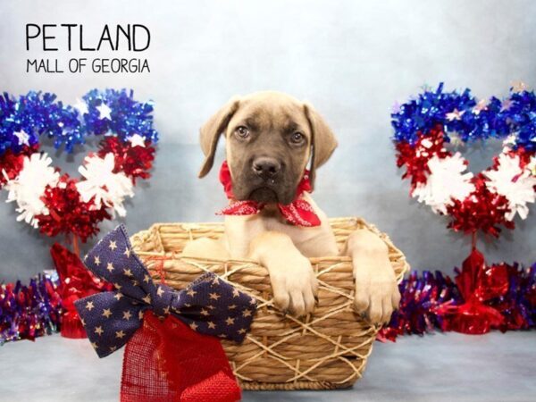 English Mastiff DOG Male Fawn 3462 Petland Mall of Georgia