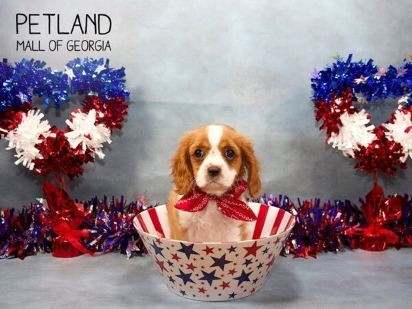 Cavalier King Charles Spaniel DOG Male BHEIM 3458 Petland Mall of Georgia