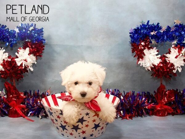 Bichon Frise DOG Male WH 3457 Petland Mall of Georgia