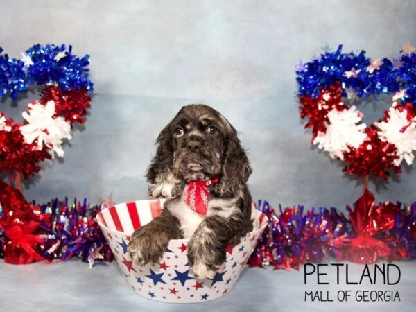 Cocker Spaniel DOG Male BLUE MERLE 3453 Petland Mall of Georgia