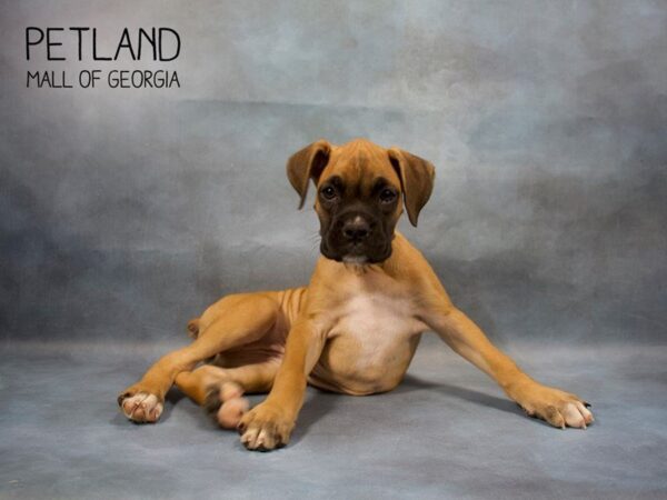 Boxer-DOG-Female-Fawn-3508-Petland Mall of Georgia