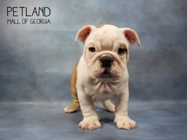 English Bulldog DOG Female Fawn 3497 Petland Mall of Georgia