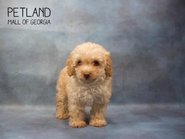 Miniature Poodle DOG Male APRICOT 3492 Petland Mall of Georgia