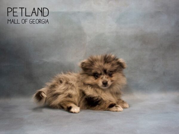 Pomeranian DOG Female blue merle 3491 Petland Mall of Georgia