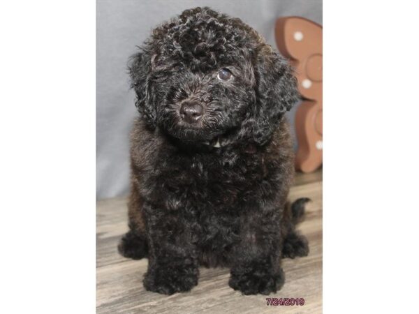 Bichonpoo-DOG-Female-Cafe Au Lait-3517-Petland Mall of Georgia