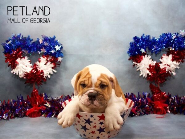 English Bulldog DOG Male fawn White 3531 Petland Mall of Georgia