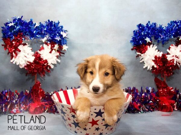 Shetland Sheepdog DOG Male Sable / White 3511 Petland Mall of Georgia