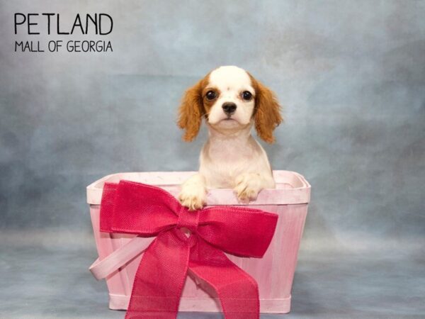 Cavalier King Charles Spaniel DOG Female BLENHEIM 3548 Petland Mall of Georgia