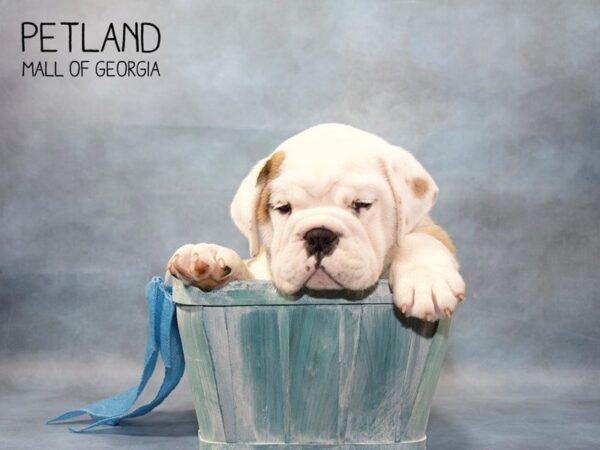 English Bulldog DOG Male Red / White 3540 Petland Mall of Georgia