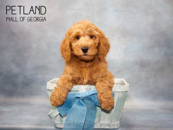 Goldendoodle DOG Male Red 3539 Petland Mall of Georgia