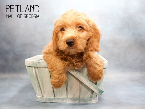 Cockadoodle-DOG-Male-Red-3576-Petland Mall of Georgia