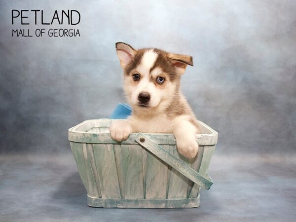 Pomsky DOG Male SILVER WHITE 3575 Petland Mall of Georgia