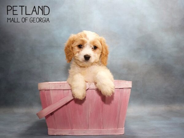 Cavachon DOG Female BLENHEIM 3573 Petland Mall of Georgia