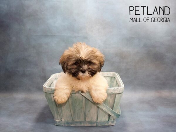 Lhasa Apso DOG Male Golden / White 3554 Petland Mall of Georgia