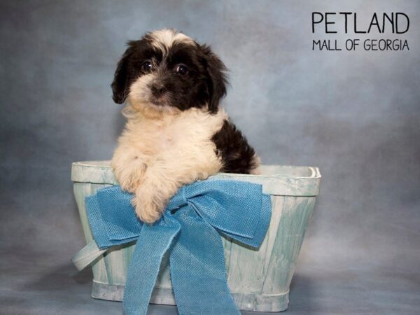 Cavachon DOG Male BLK WHITE 3596 Petland Mall of Georgia