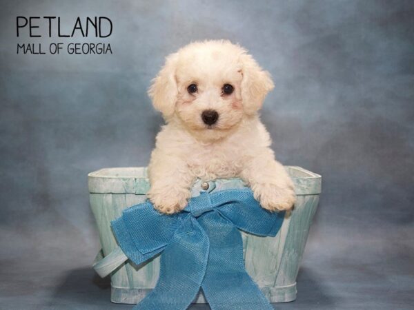 Bichon Frise DOG Male WHITE 3591 Petland Mall of Georgia