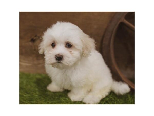 Maltese DOG Female White 3601 Petland Mall of Georgia