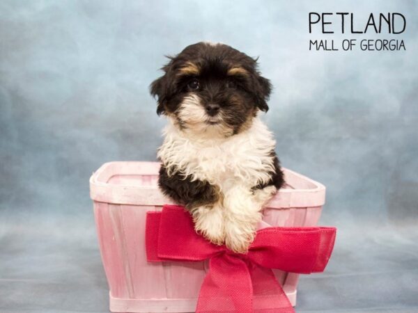 Havanese DOG Female TRI 3618 Petland Mall of Georgia