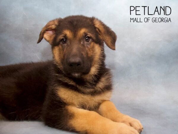 German Shepherd DOG Female Black Tan 3611 Petland Mall of Georgia