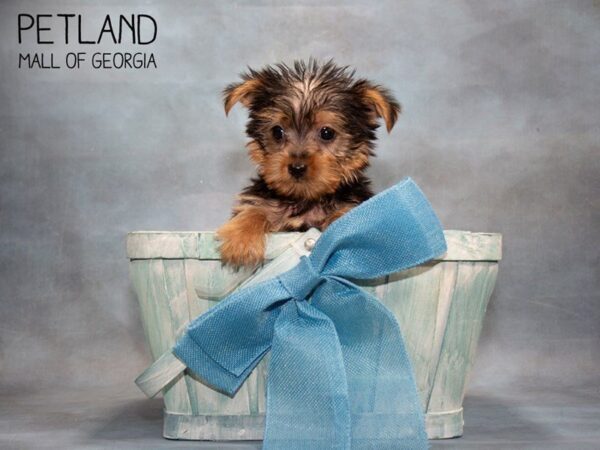 Yorkshire Terrier DOG Male Black / Tan 3645 Petland Mall of Georgia