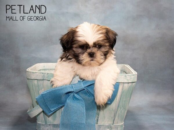 Shih Tzu DOG Male Brindle / White 3634 Petland Mall of Georgia