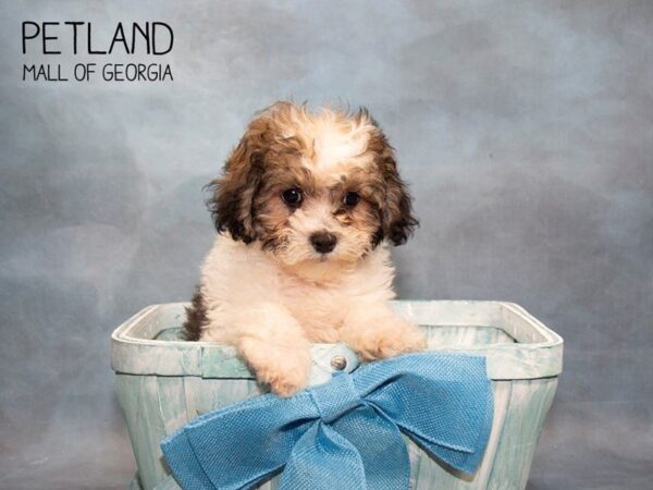 Shihpoo-DOG-Male-Sable-3630-Petland Mall of Georgia