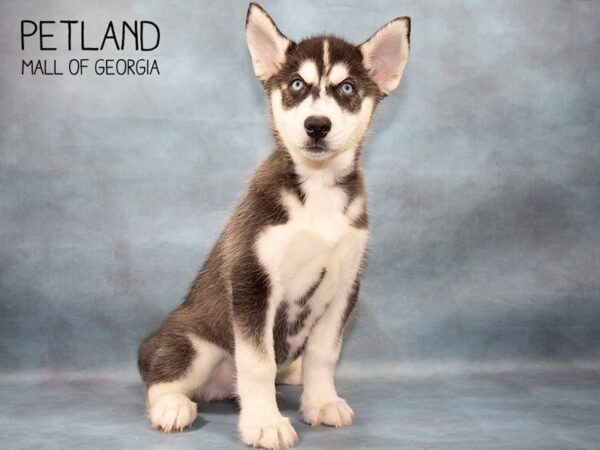 Siberian Husky DOG Male Black / White 3678 Petland Mall of Georgia