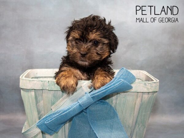 Yorkiepoo DOG Male BLK TAN 3669 Petland Mall of Georgia