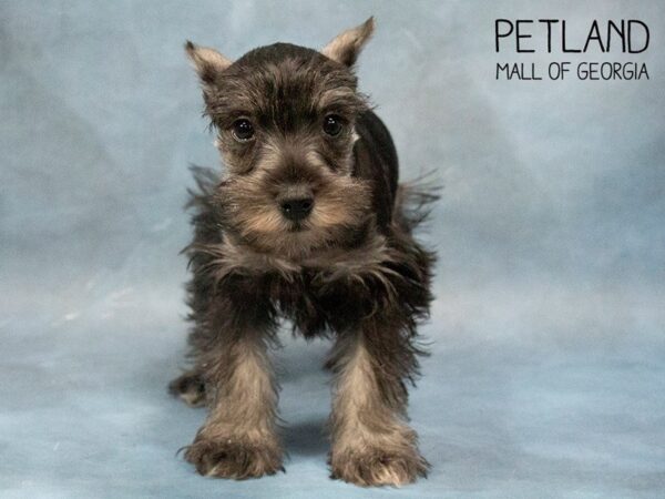 Miniature Schnauzer DOG Female SALT PEPPER 3686 Petland Mall of Georgia