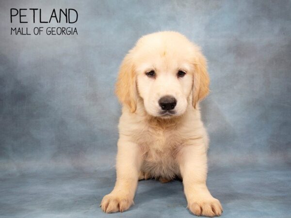 Golden Retriever DOG Male Cream 3680 Petland Mall of Georgia