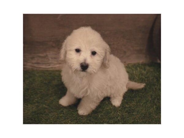 Bichapoo-DOG-Female-Apricot-3701-Petland Mall of Georgia