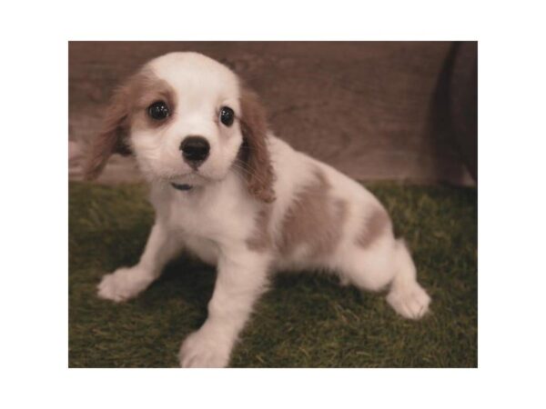 Cavalier King Charles Spaniel DOG Male Blenheim 3714 Petland Mall of Georgia