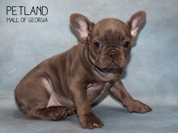 French Bulldog DOG Female Blue 3720 Petland Mall of Georgia