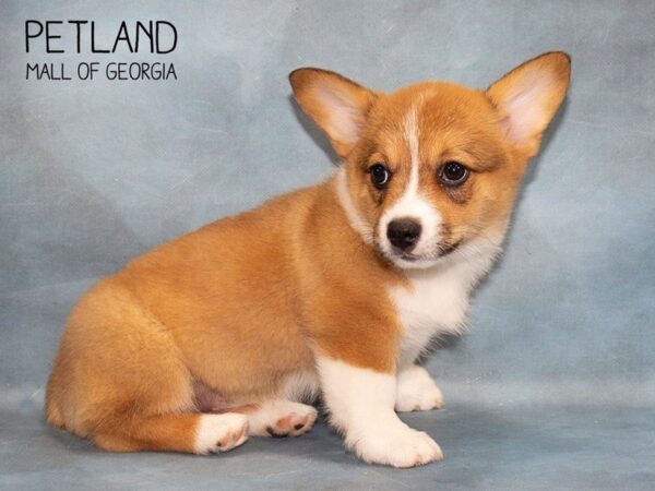 Pembroke Welsh Corgi DOG Female Red 3713 Petland Mall of Georgia