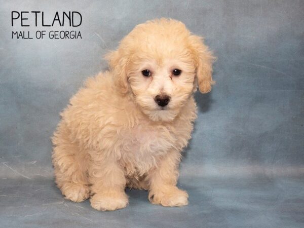 Maltipoo DOG Female Apricot 3702 Petland Mall of Georgia