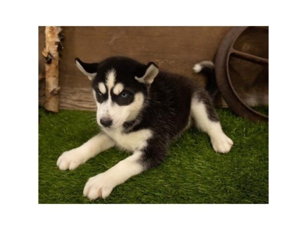 Siberian Husky DOG Male Black / White 3735 Petland Mall of Georgia