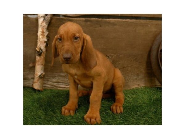 Bloodhound DOG Male Red 3736 Petland Mall of Georgia