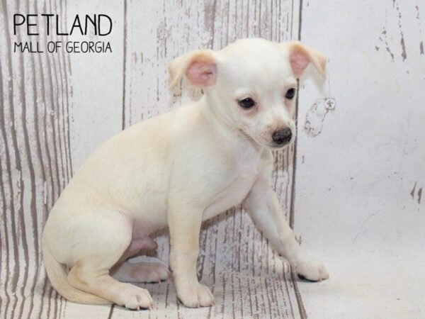 Chihuahua DOG Male CREAM WHITE 3733 Petland Mall of Georgia